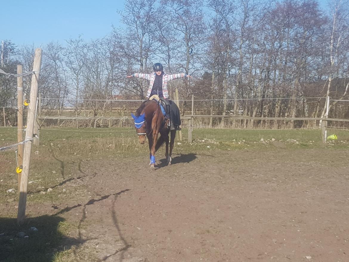 Tysk Sportspony Any billede 8