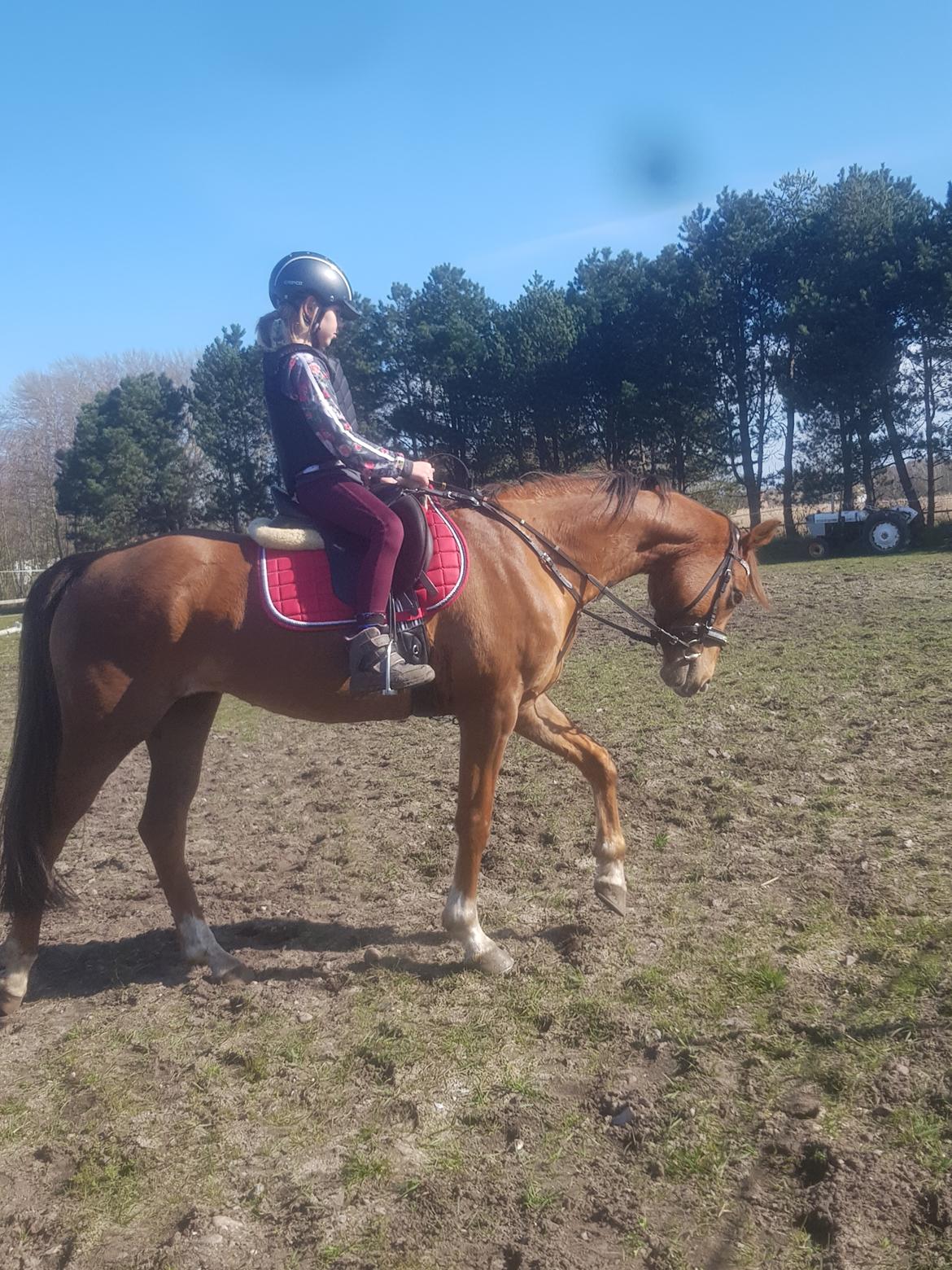 Tysk Sportspony Any billede 5