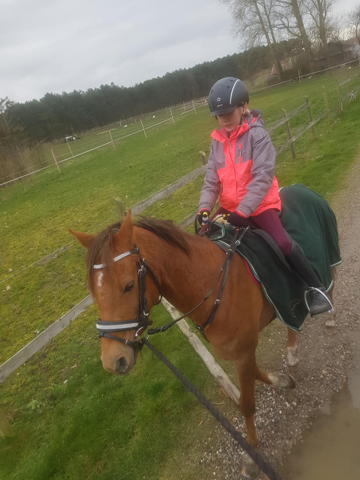 Tysk Sportspony Any billede 7