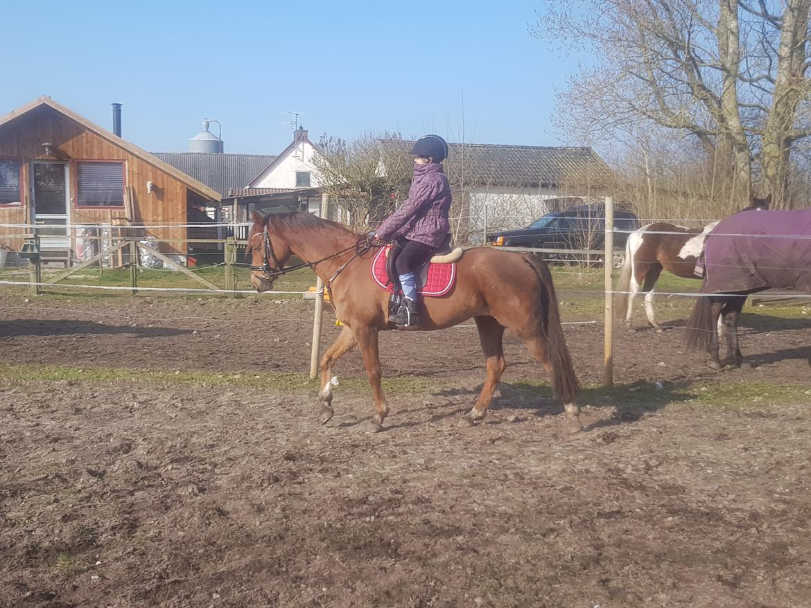 Tysk Sportspony Any billede 9