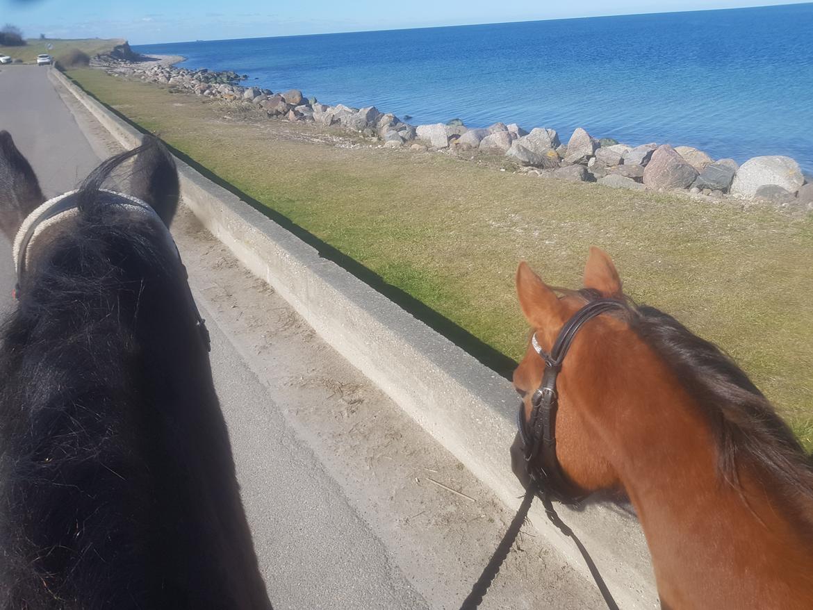 Tysk Sportspony Any billede 10