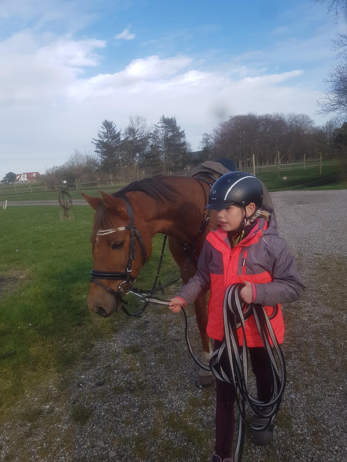 Tysk Sportspony Any billede 11