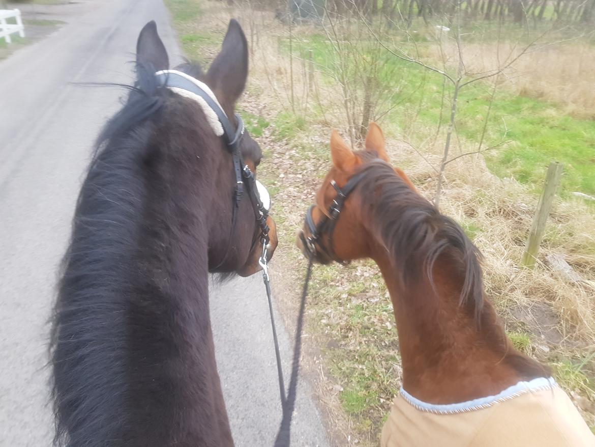 Tysk Sportspony Any billede 12