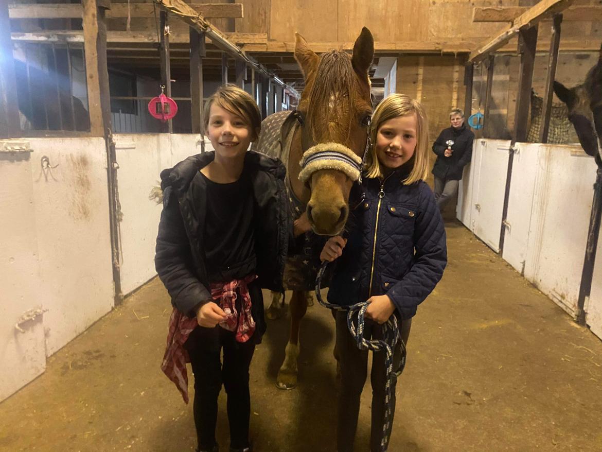 Tysk Sportspony Any billede 3