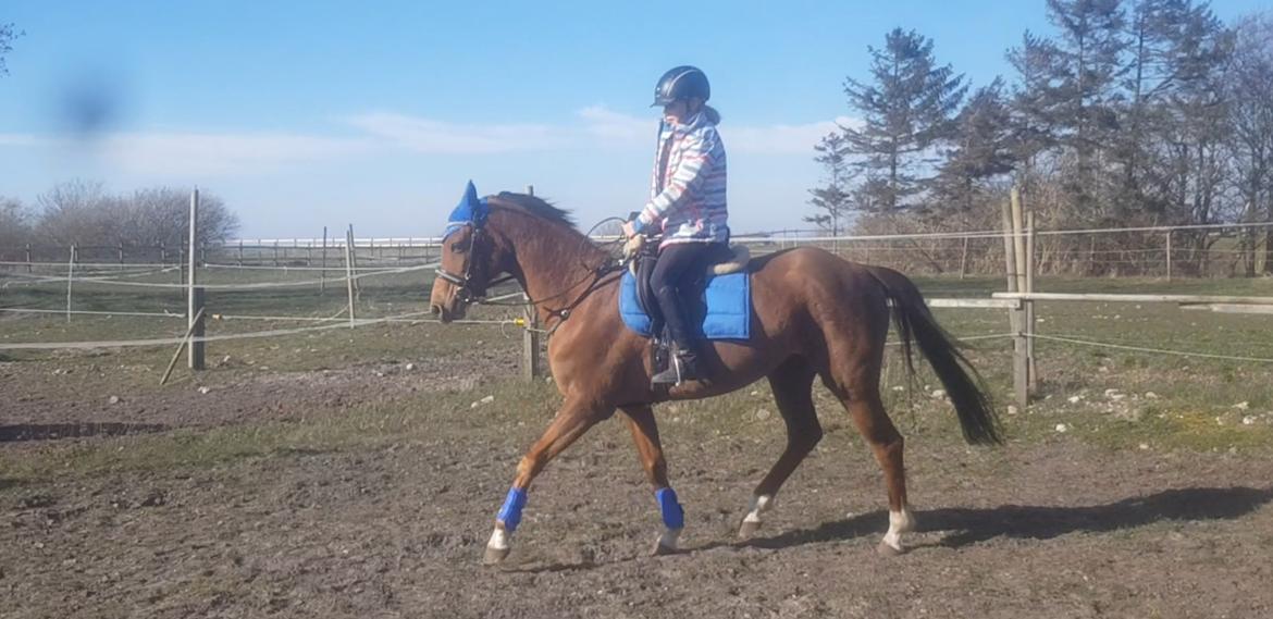 Tysk Sportspony Any billede 13