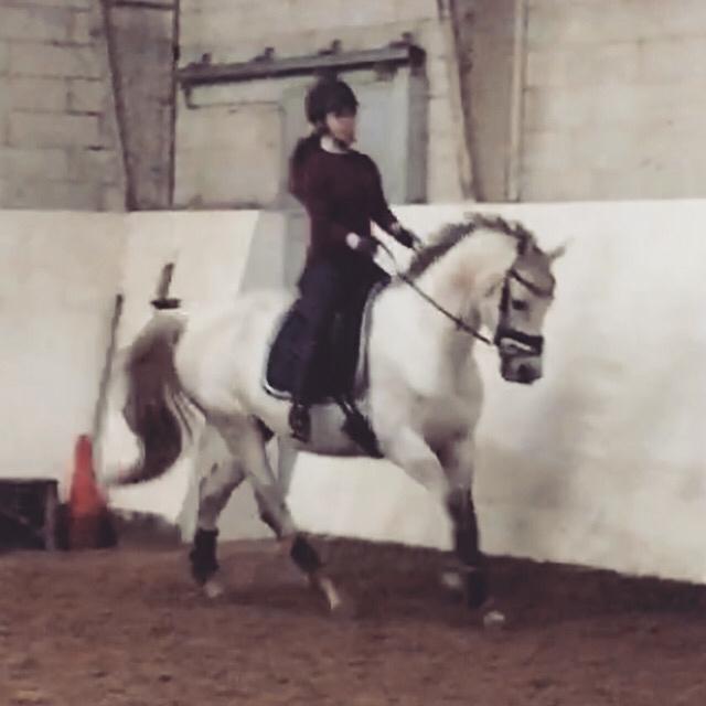 Anden særlig race Donnavan billede 11