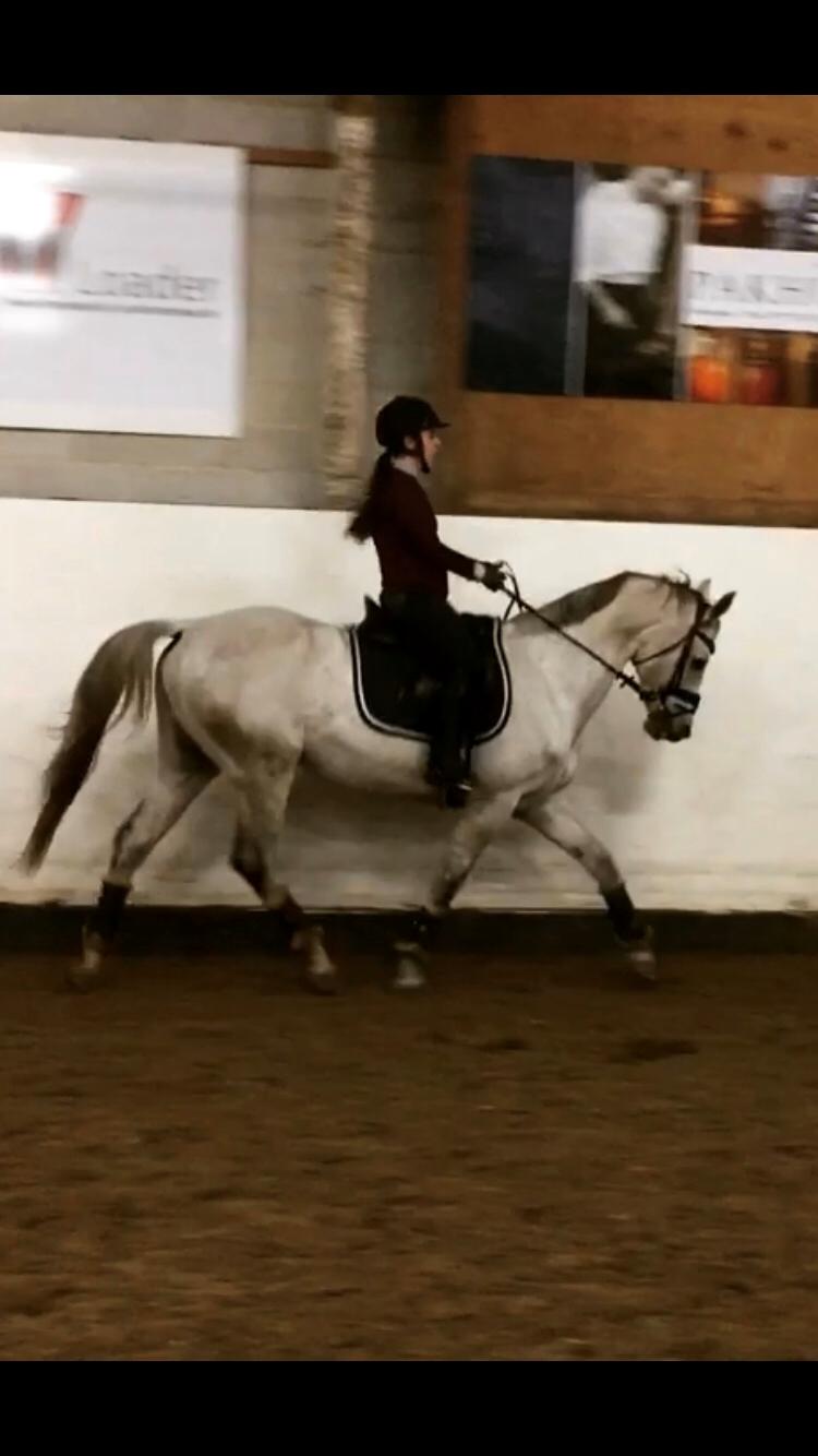 Anden særlig race Donnavan billede 7