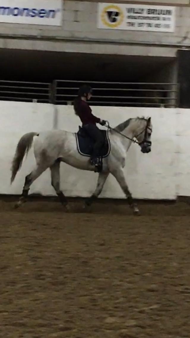 Anden særlig race Donnavan billede 14