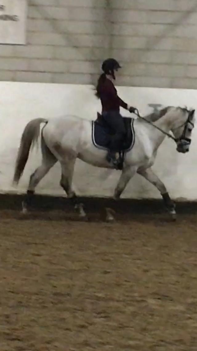 Anden særlig race Donnavan billede 15