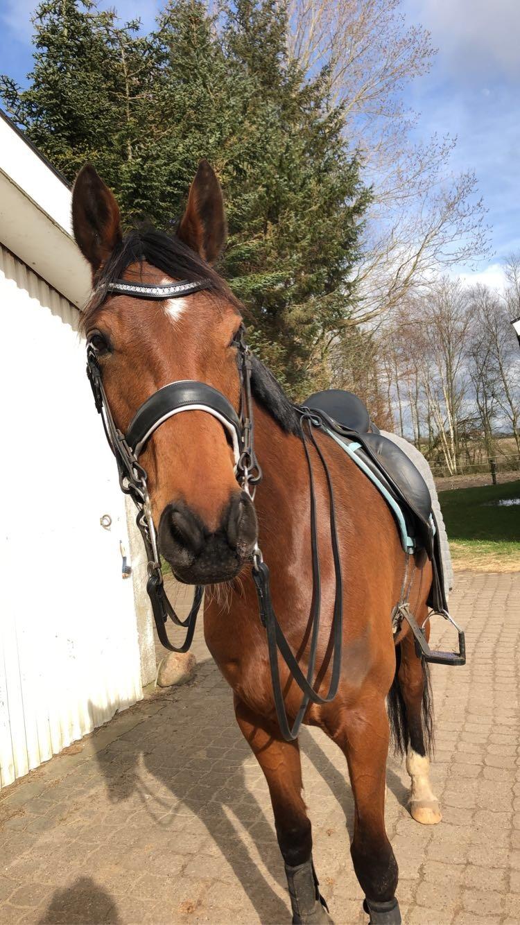 Dansk Varmblod Patchouli billede 8