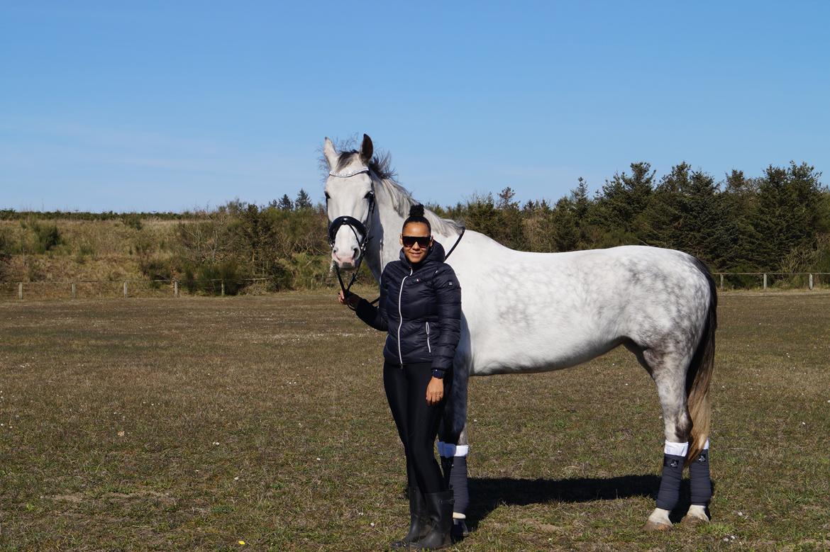 Hollandsk Varmblod Herona VS billede 1