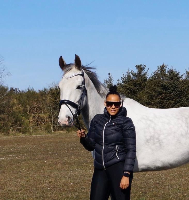 Hollandsk Varmblod Herona VS billede 3