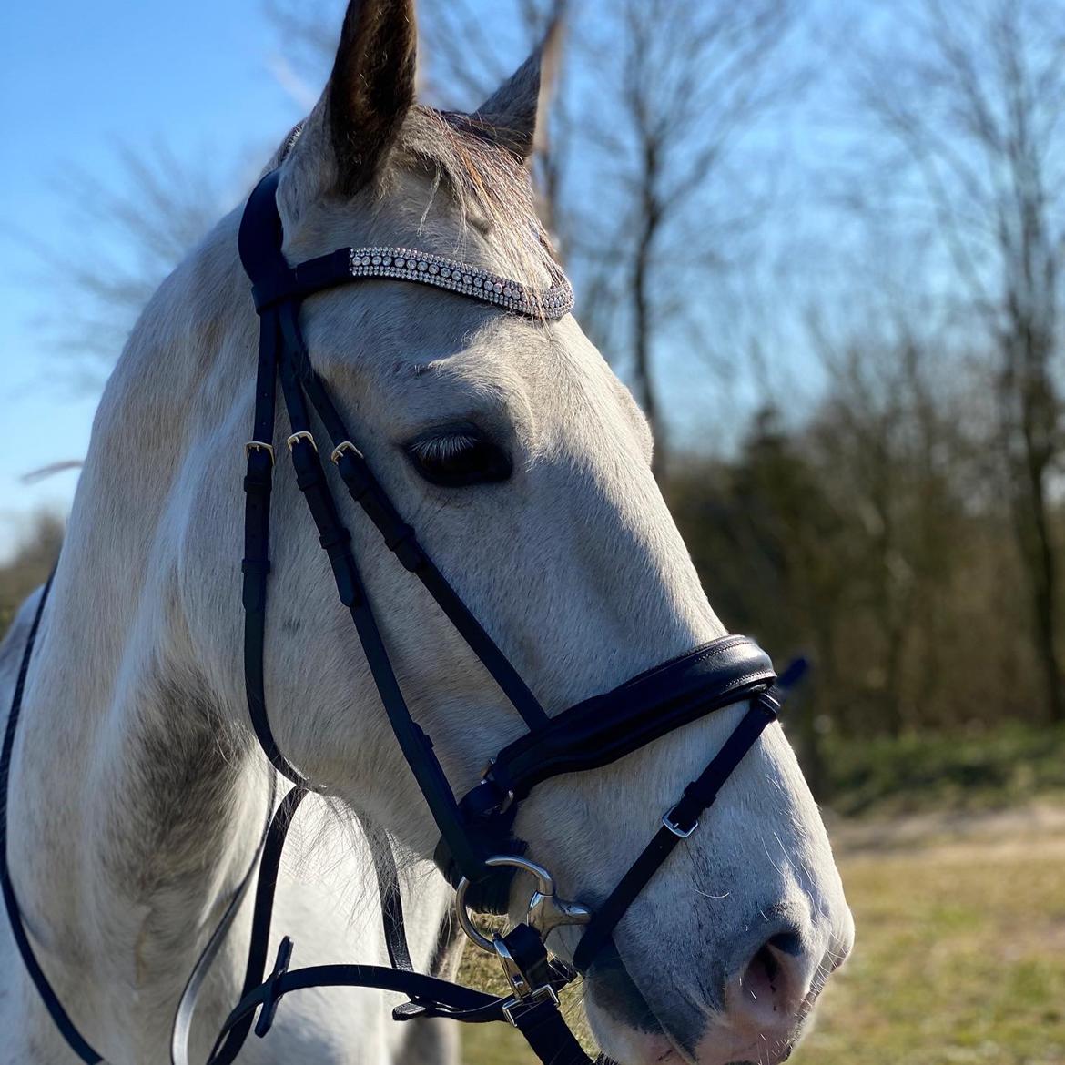 Hollandsk Varmblod Herona VS billede 4