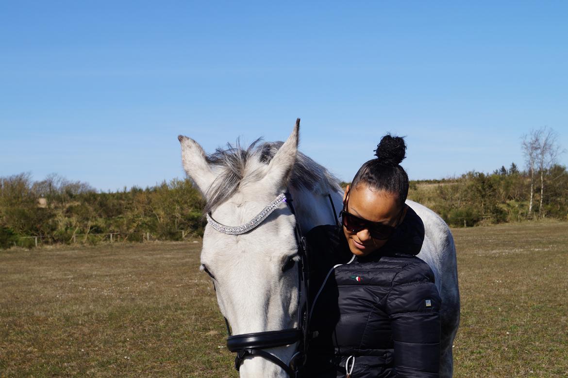 Hollandsk Varmblod Herona VS billede 2