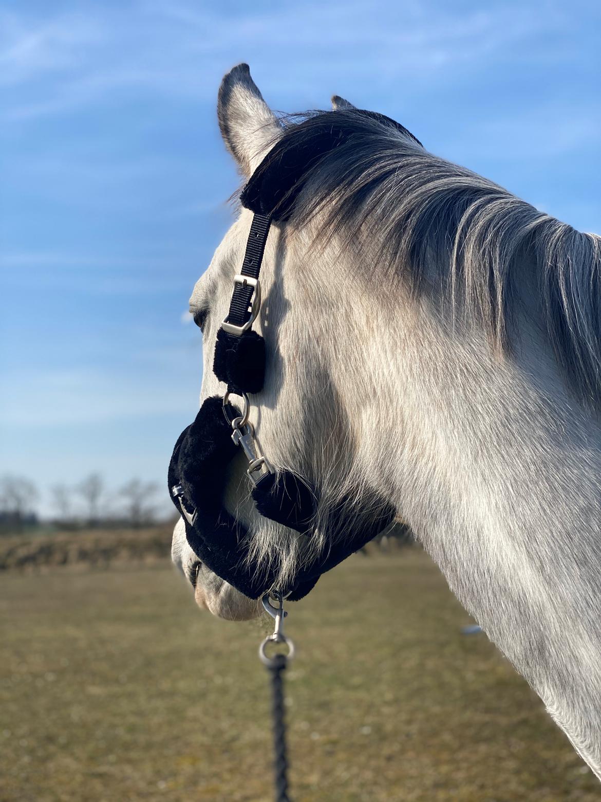 Hollandsk Varmblod Herona VS billede 6