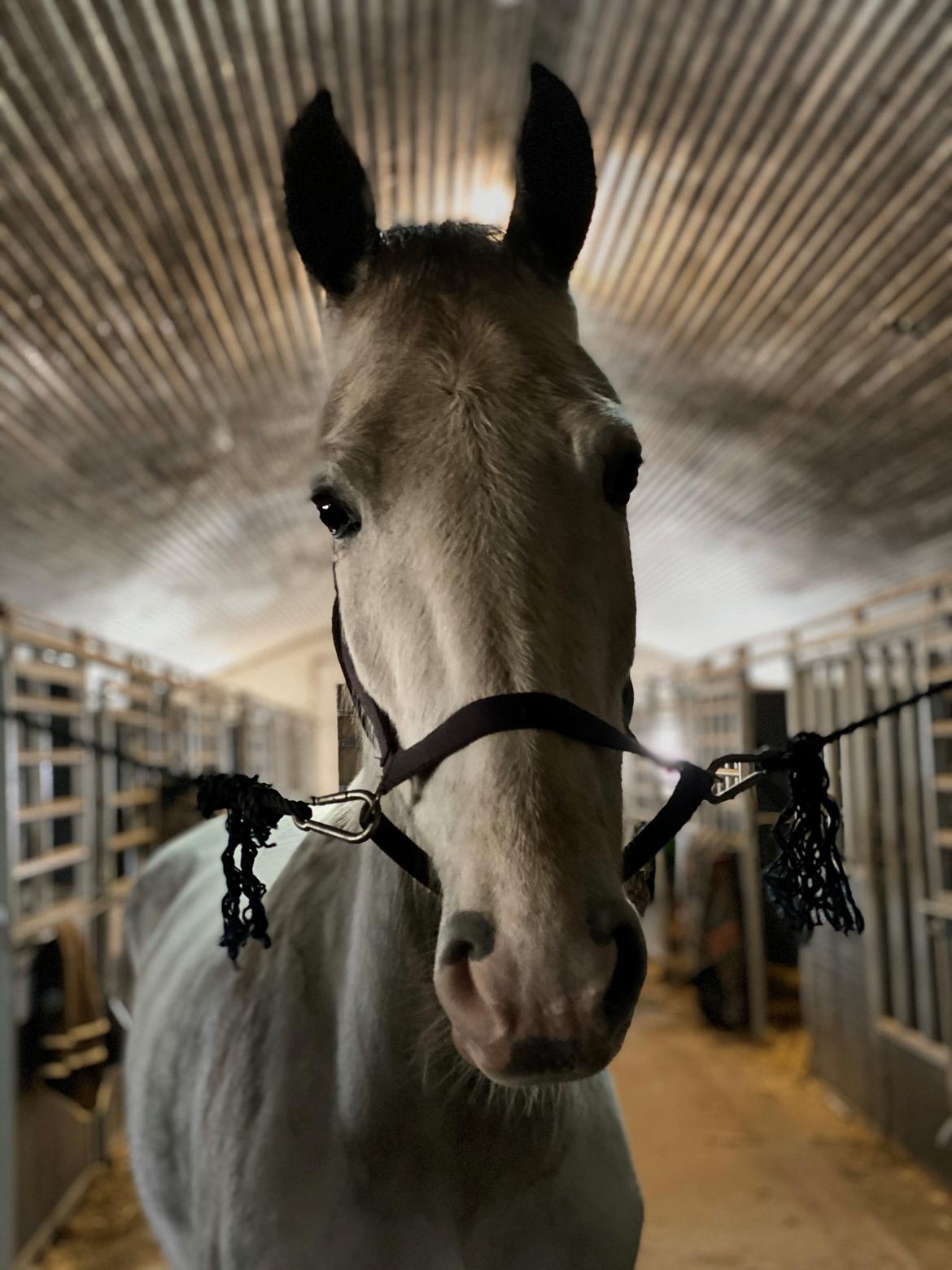 Hollandsk Varmblod Herona VS billede 7