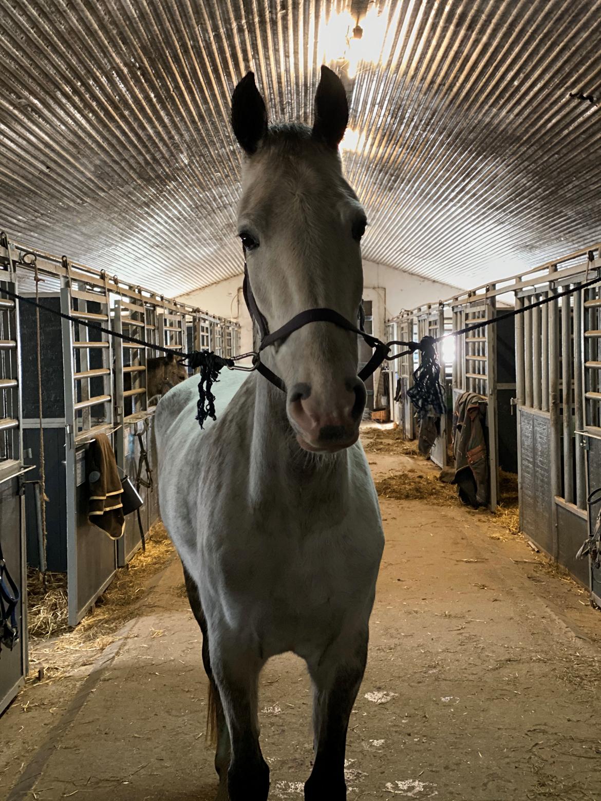 Hollandsk Varmblod Herona VS billede 8