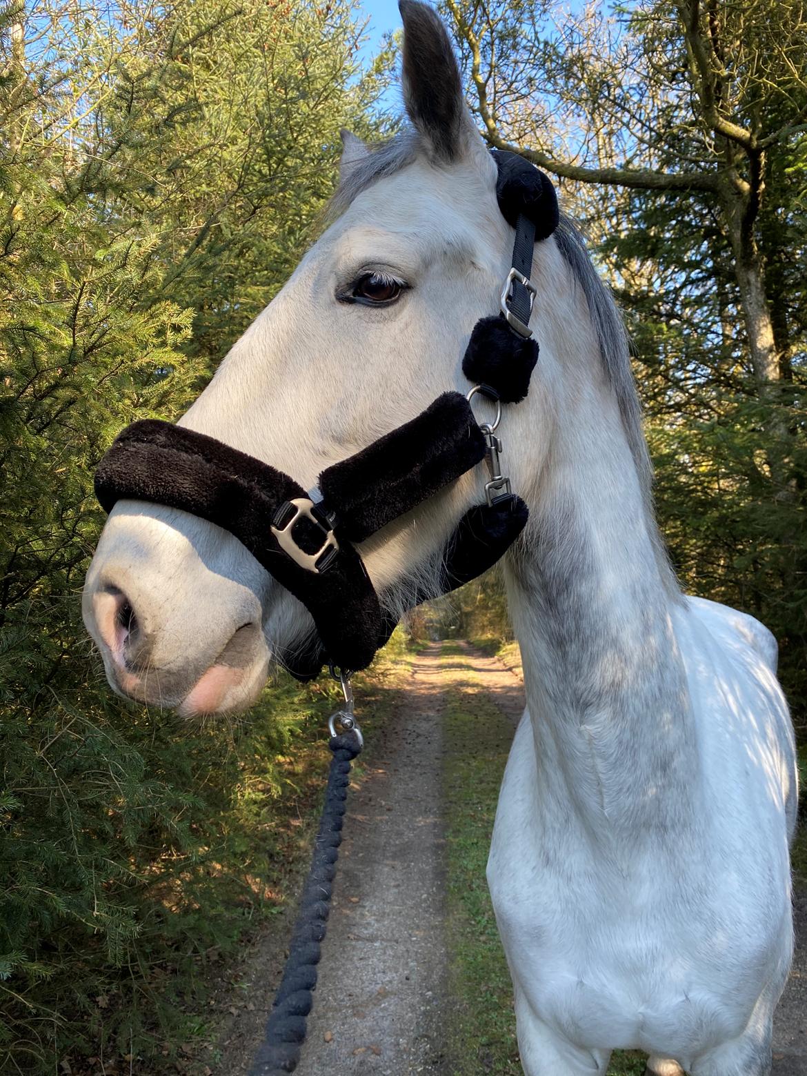 Hollandsk Varmblod Herona VS billede 5