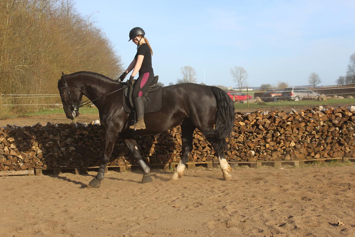 Oldenborg Sambo (Joey) billede 6