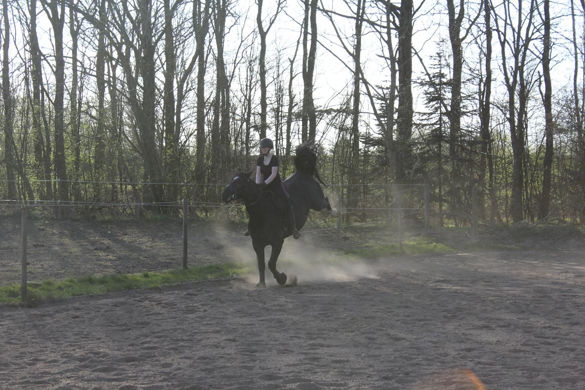 Oldenborg Sambo (Joey) billede 9