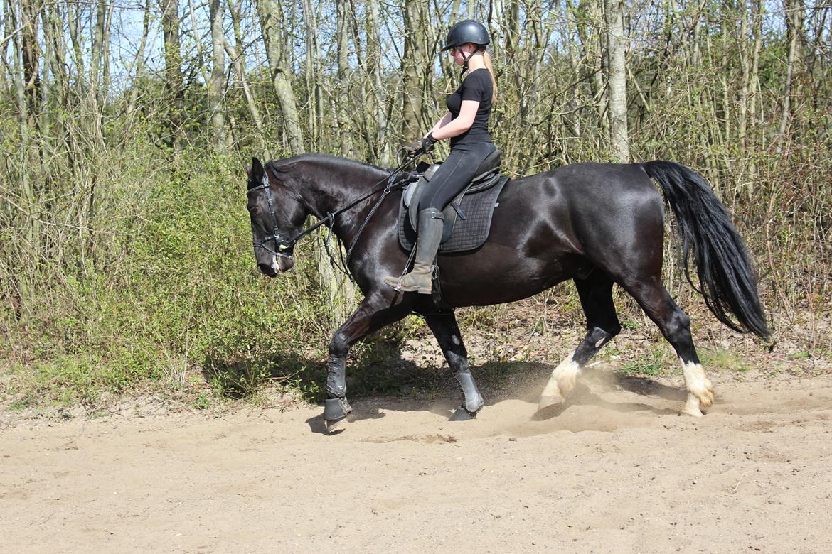 Oldenborg Sambo (Joey) billede 11