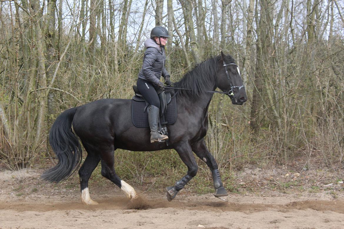 Oldenborg Sambo (Joey) billede 3