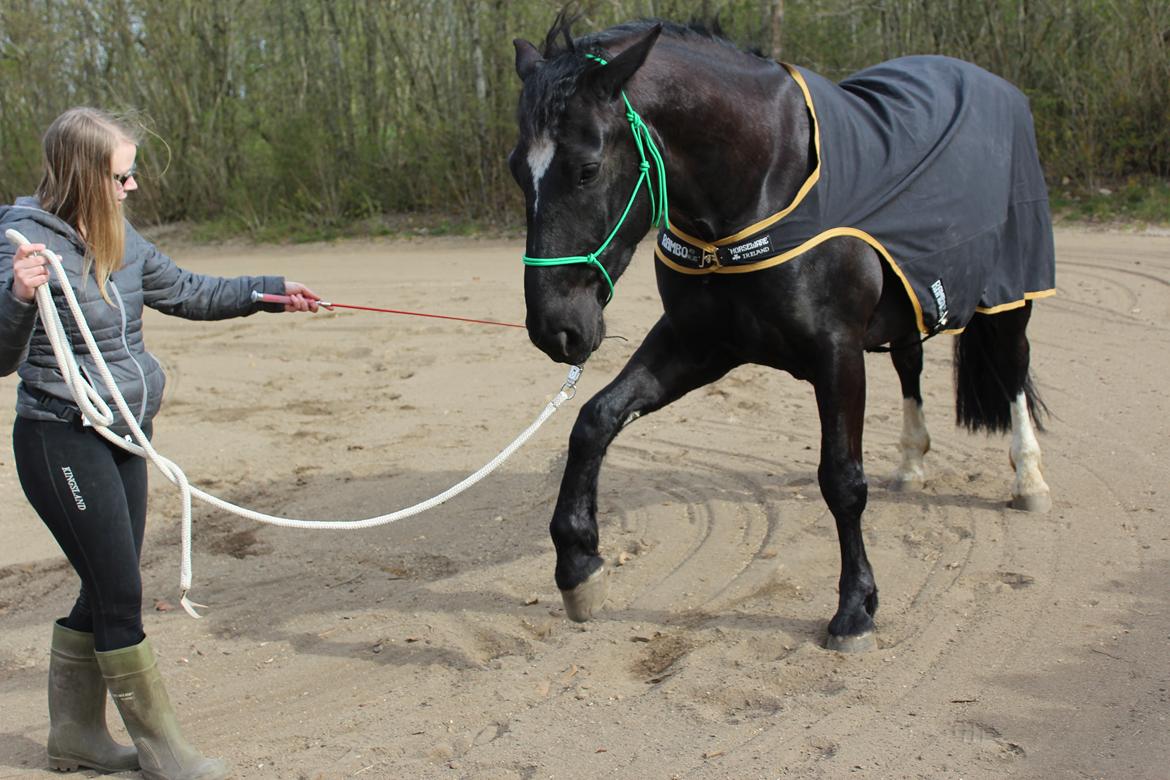 Oldenborg Sambo (Joey) billede 7