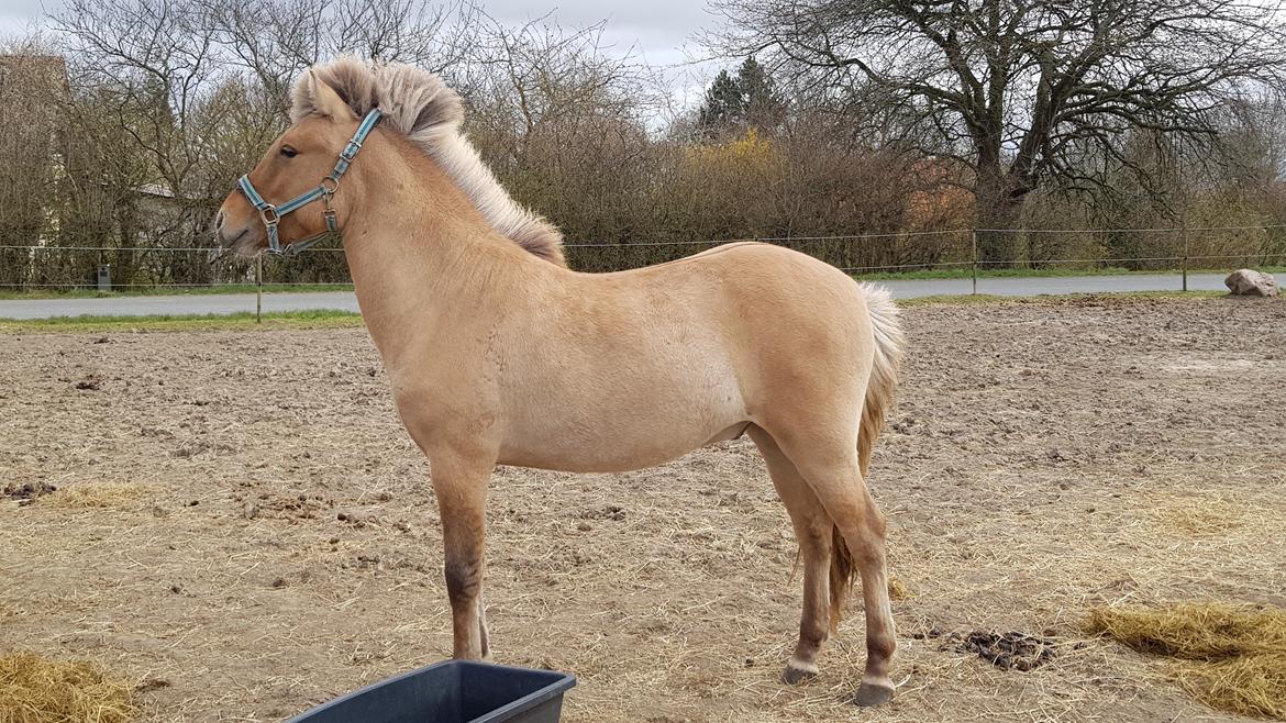 Islænder Draumur fra Skerne  billede 2