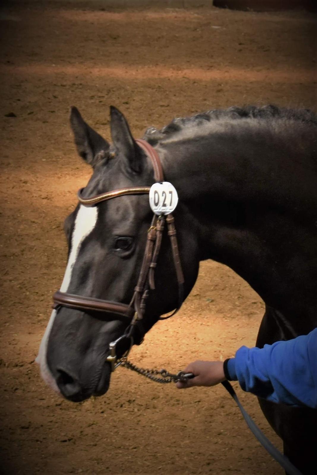 Frederiksborg Strunzte's Look At Me (Solgt) - Kåring billede 2