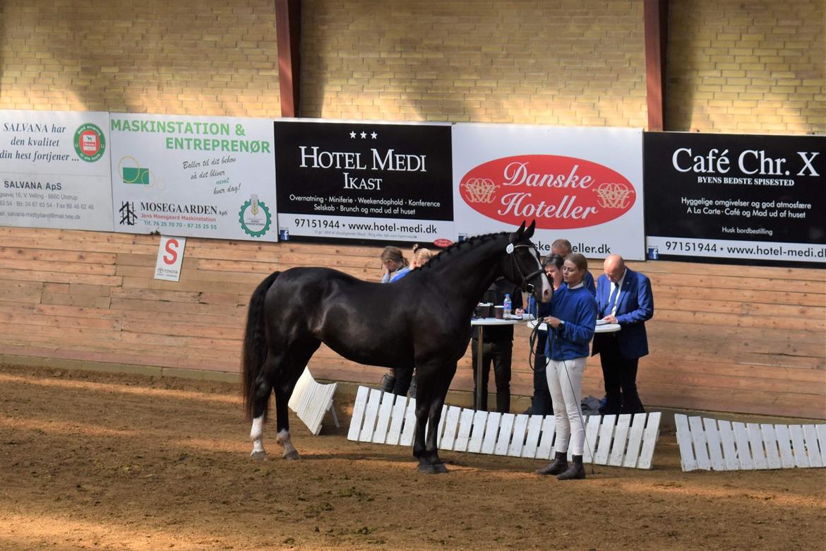 Frederiksborg Strunzte's Look At Me (Solgt) - Kåring billede 3