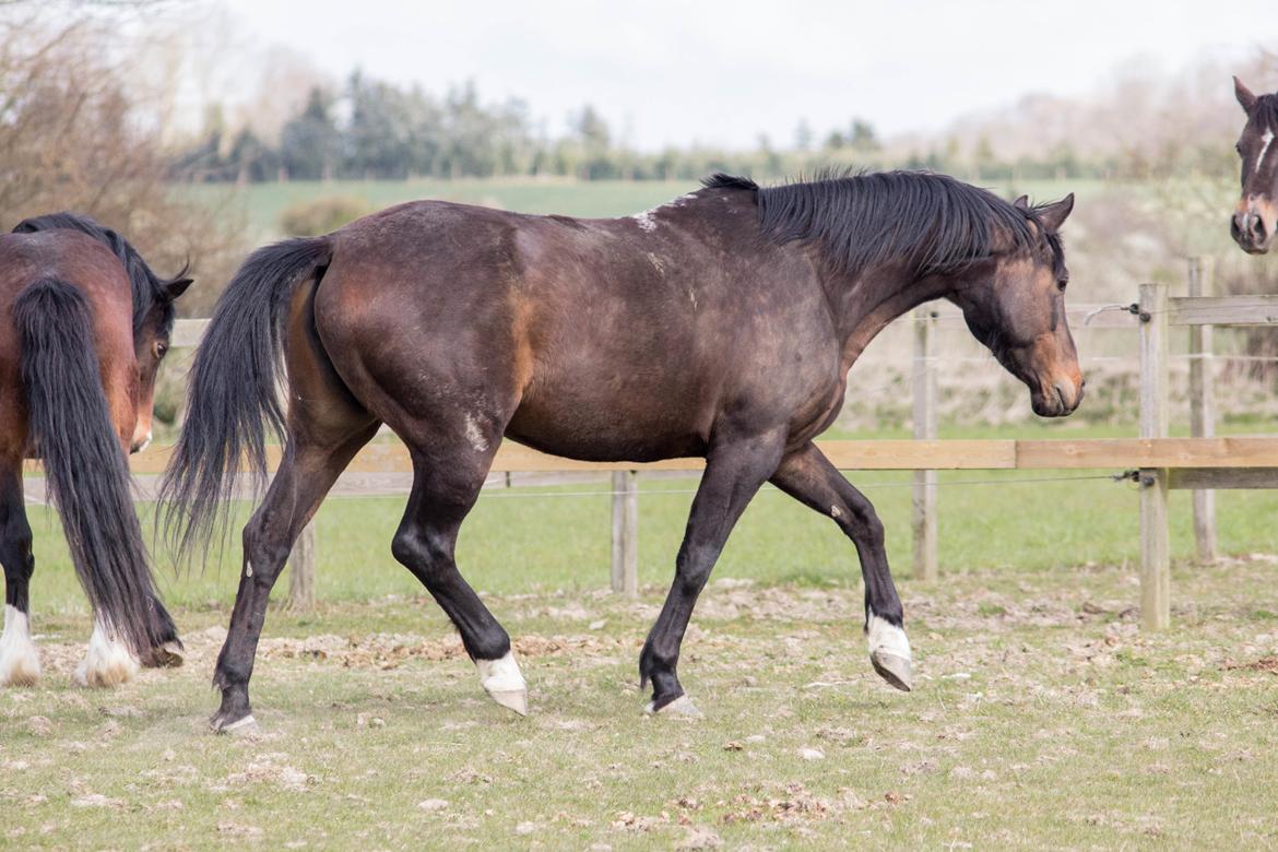 Anden særlig race | Madonna - ♥ April 2020. billede 15