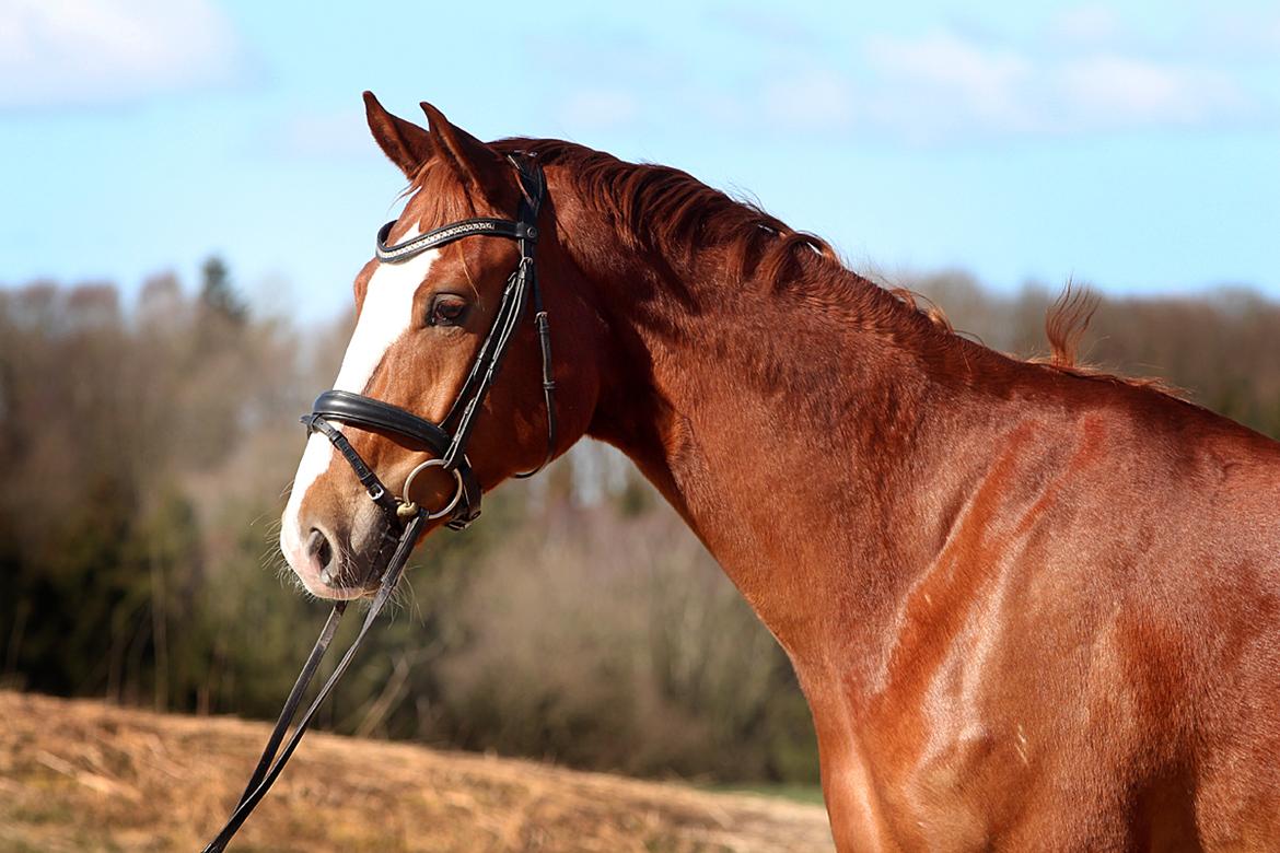 Dansk Varmblod Fürsten-star billede 1