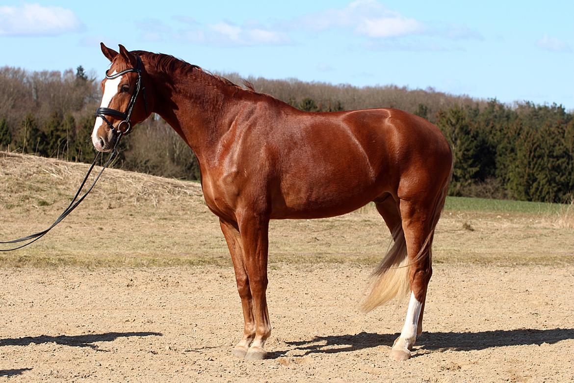 Dansk Varmblod Fürsten-star billede 5