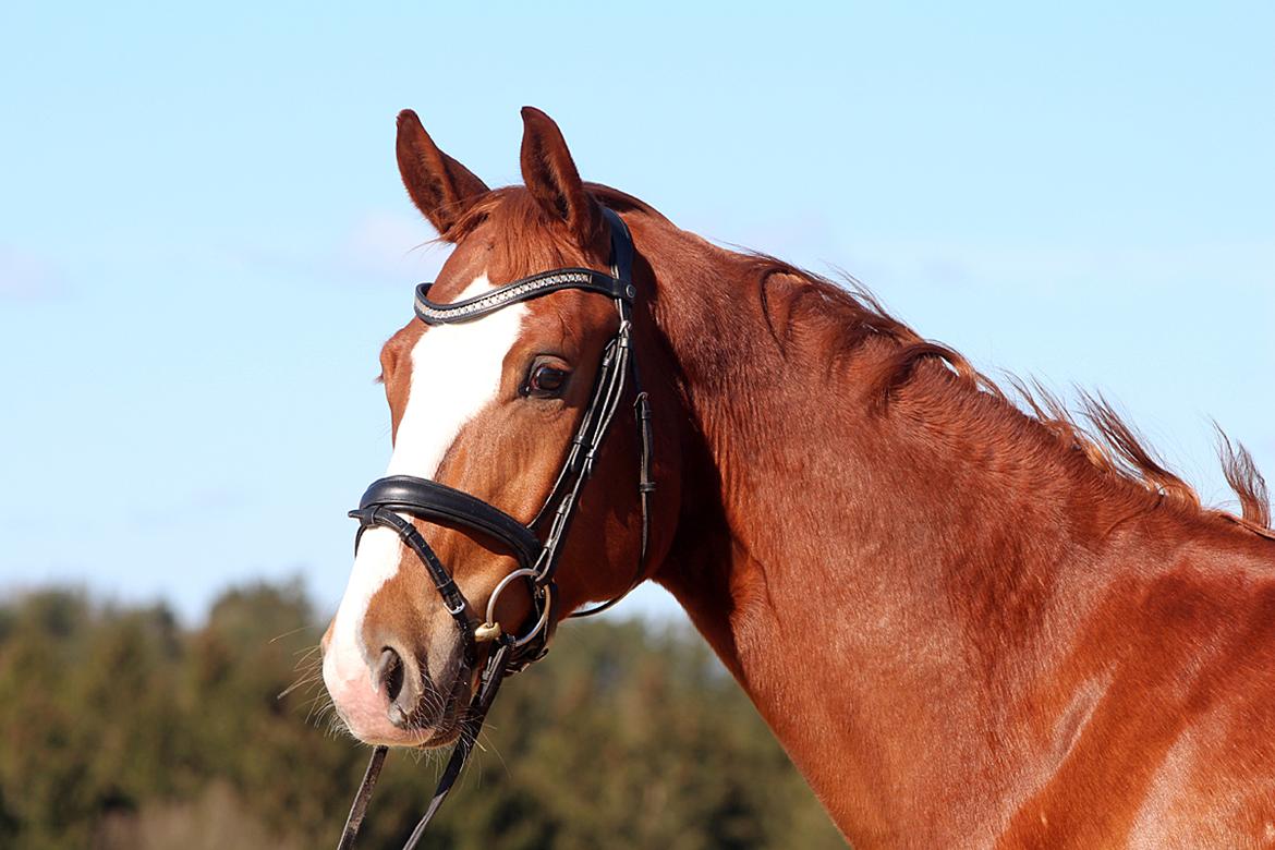 Dansk Varmblod Fürsten-star billede 2