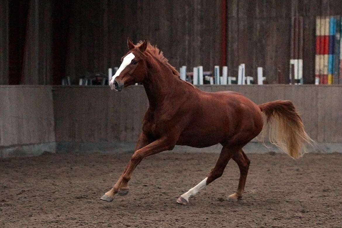 Dansk Varmblod Fürsten-star billede 19