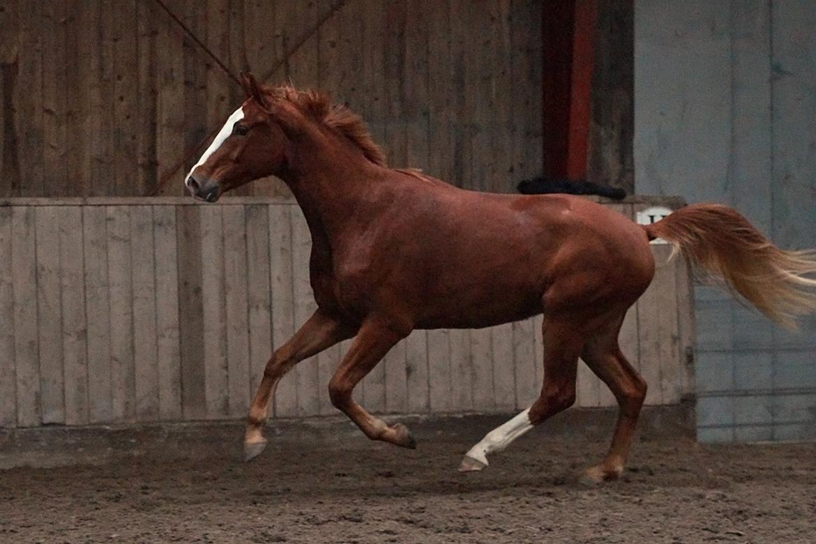Dansk Varmblod Fürsten-star billede 20