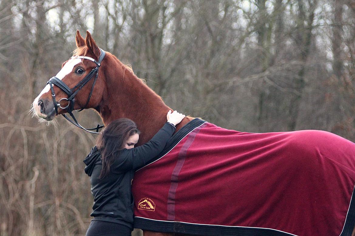 Dansk Varmblod Fürsten-star billede 16