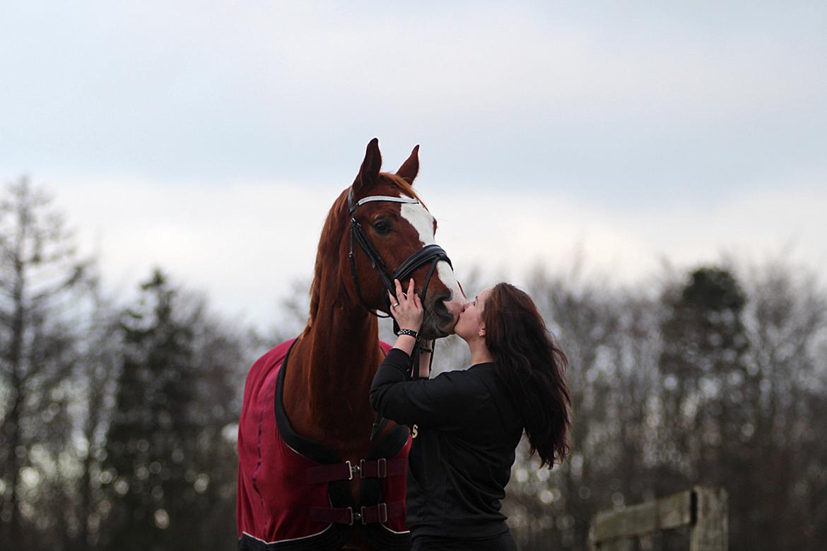 Dansk Varmblod Fürsten-star billede 14