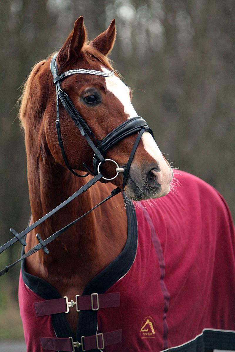 Dansk Varmblod Fürsten-star billede 18