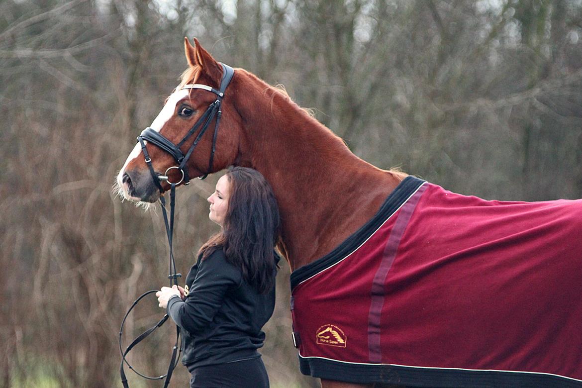 Dansk Varmblod Fürsten-star billede 17