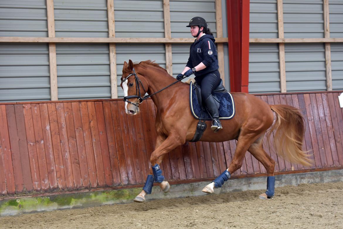 Dansk Varmblod Fürsten-star billede 7