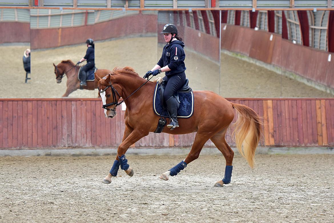 Dansk Varmblod Fürsten-star billede 6