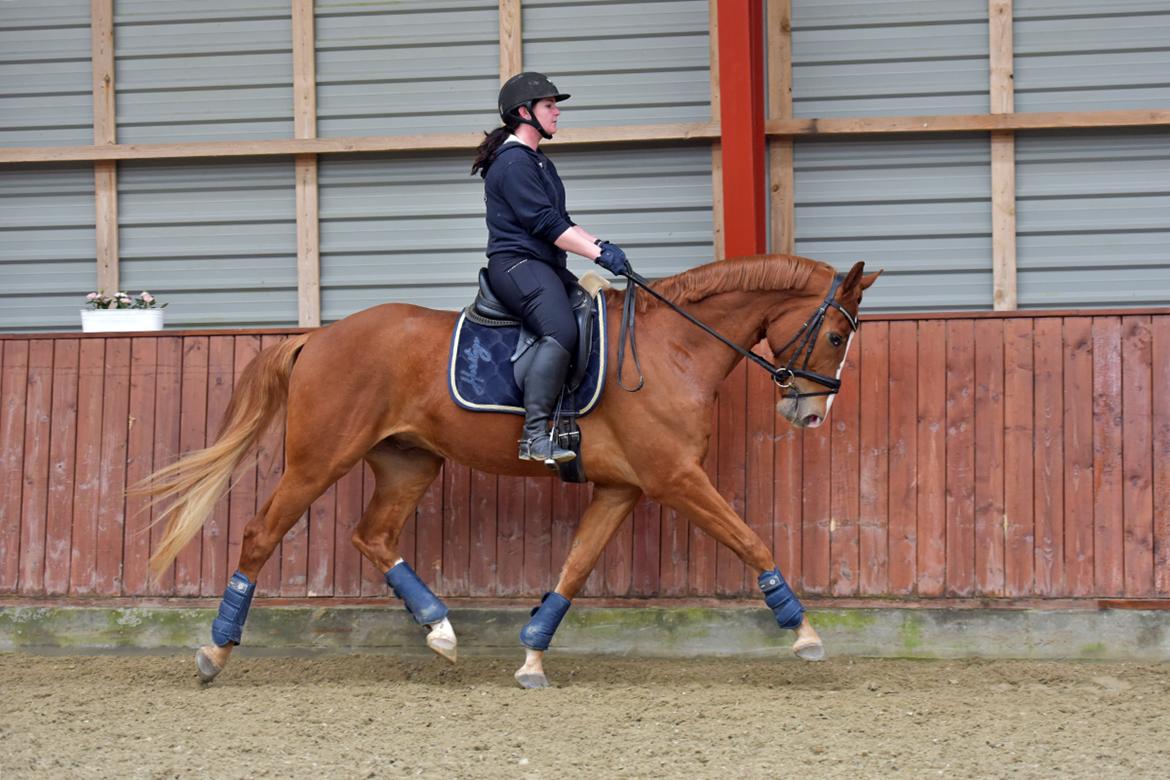 Dansk Varmblod Fürsten-star billede 11