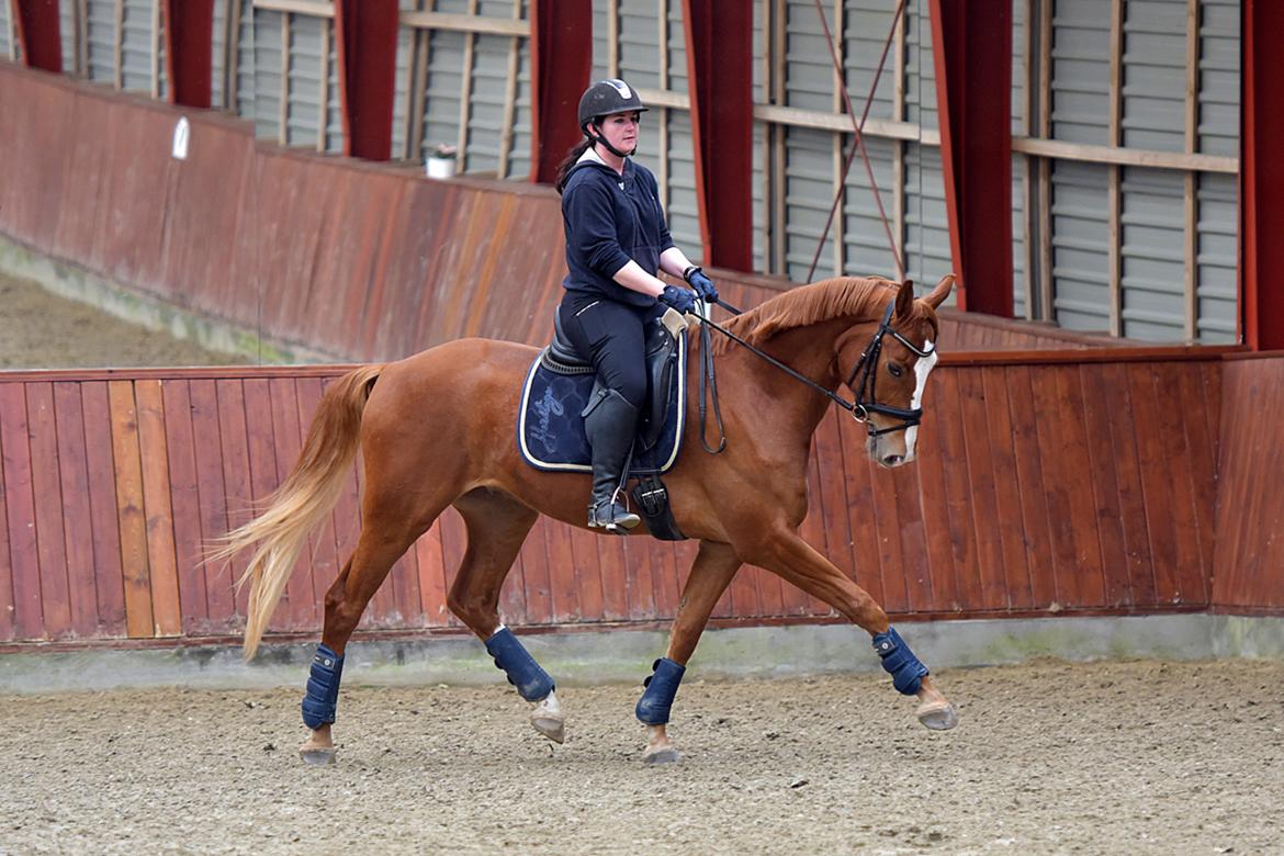 Dansk Varmblod Fürsten-star billede 10