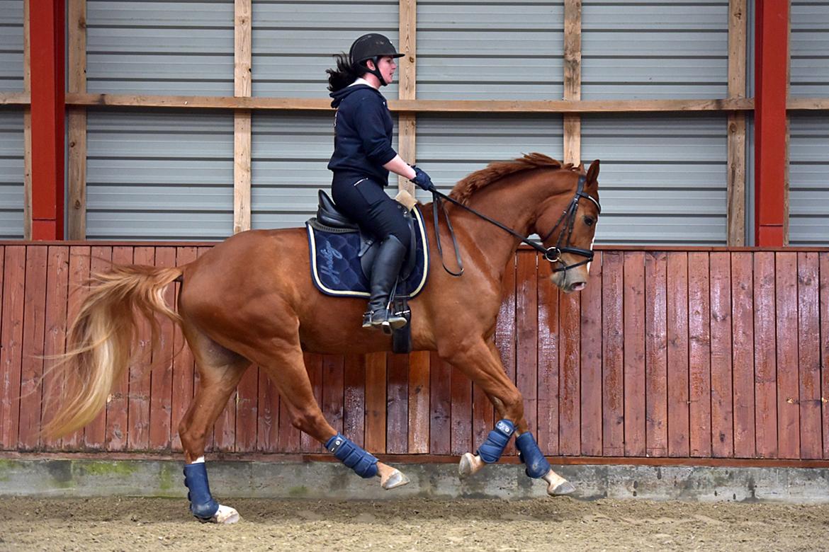 Dansk Varmblod Fürsten-star billede 9
