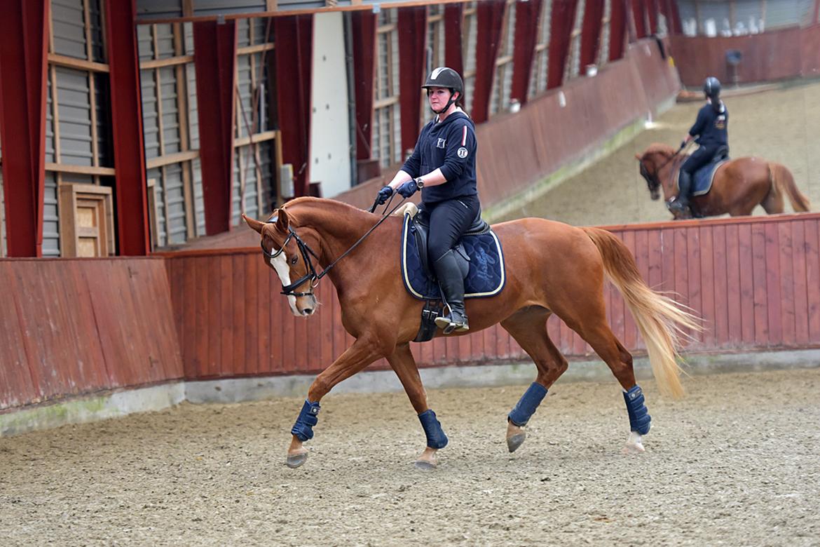 Dansk Varmblod Fürsten-star billede 8