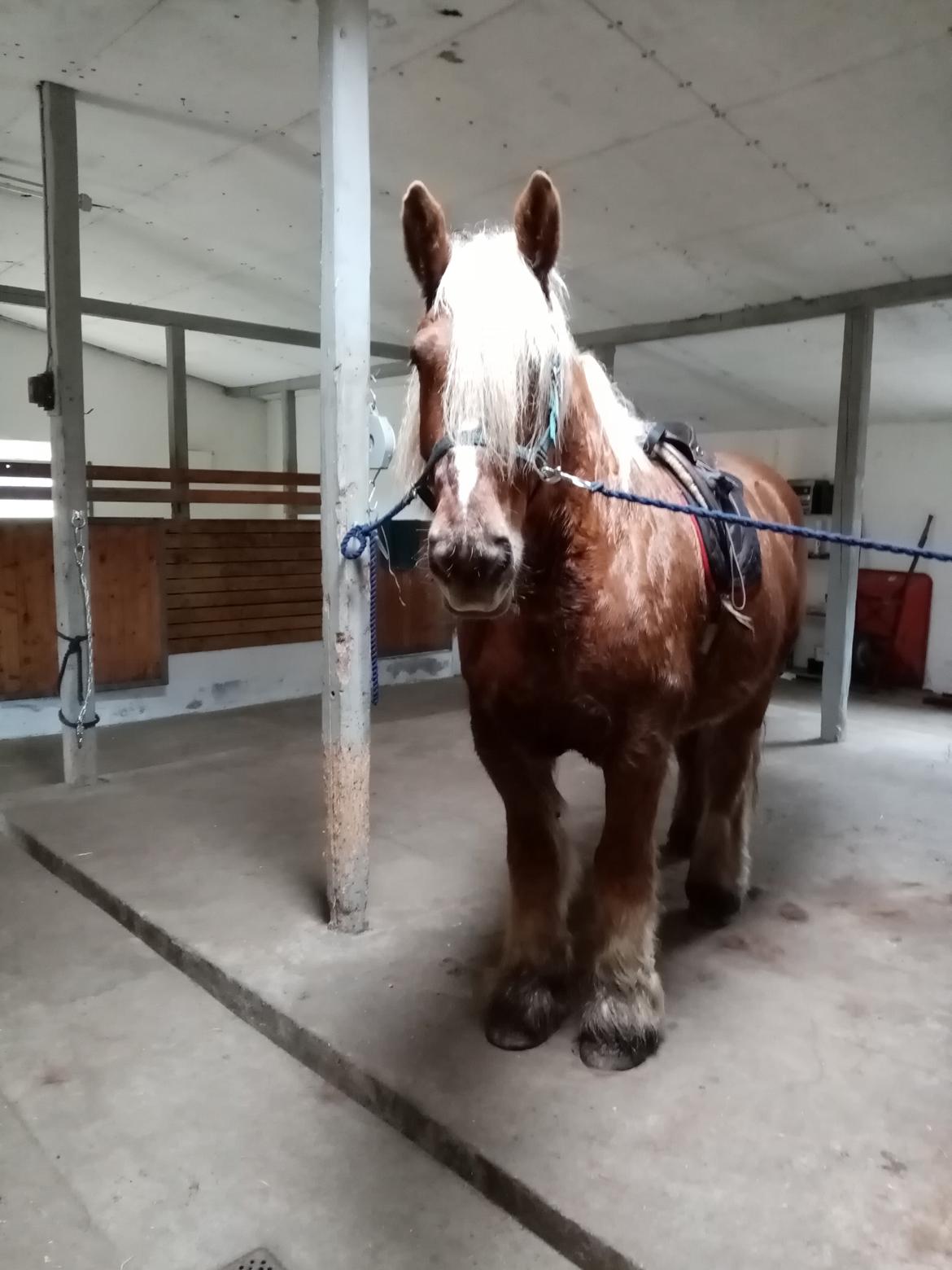 Schleswiger Hertug solgt  billede 1