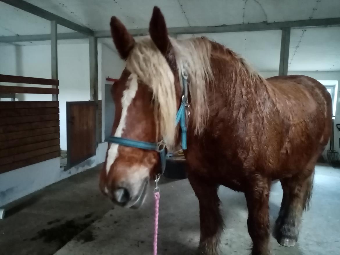 Schleswiger Hertug solgt  billede 7