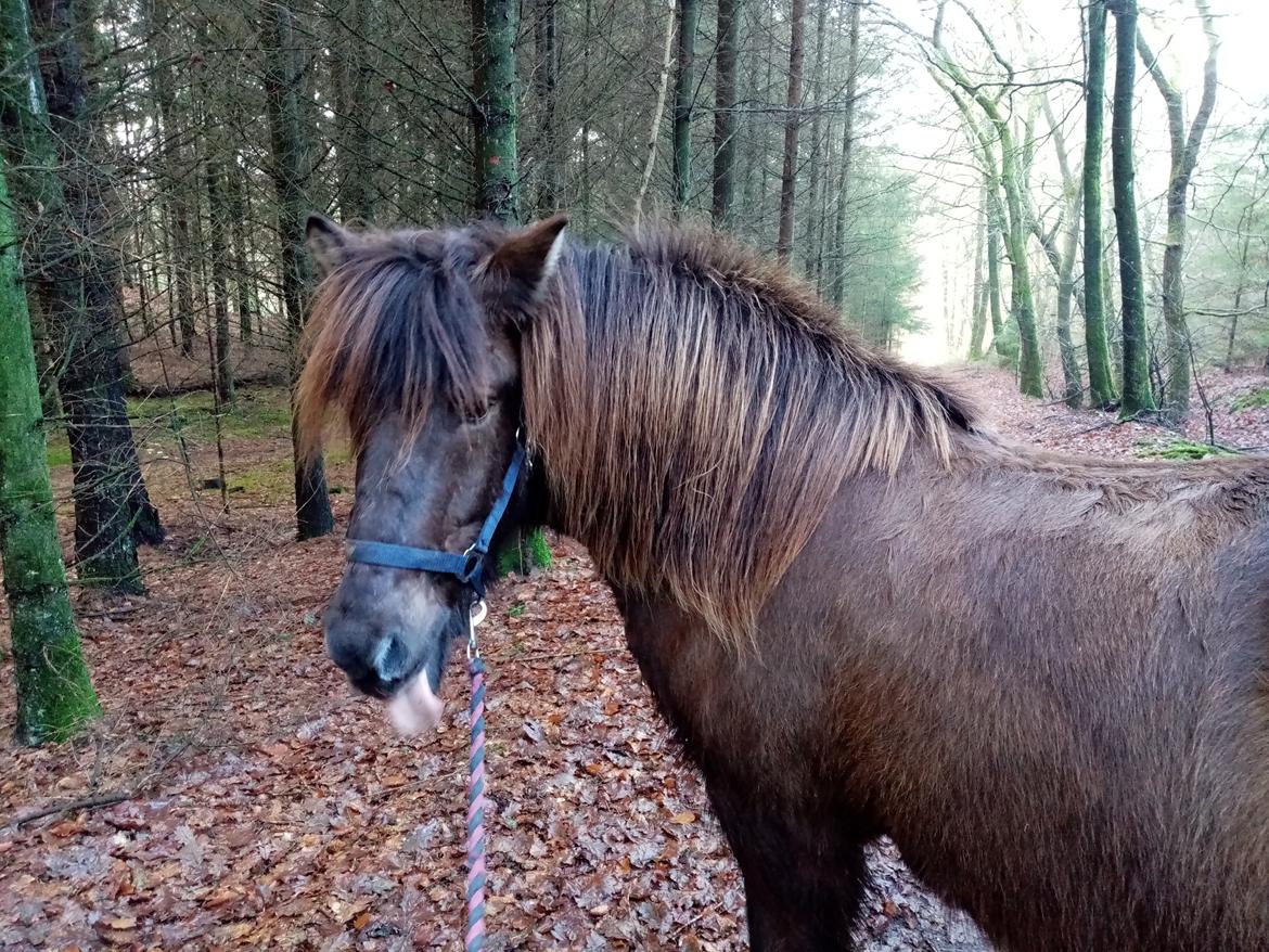 Islænder Skýja hnoðri bækbølling billede 1