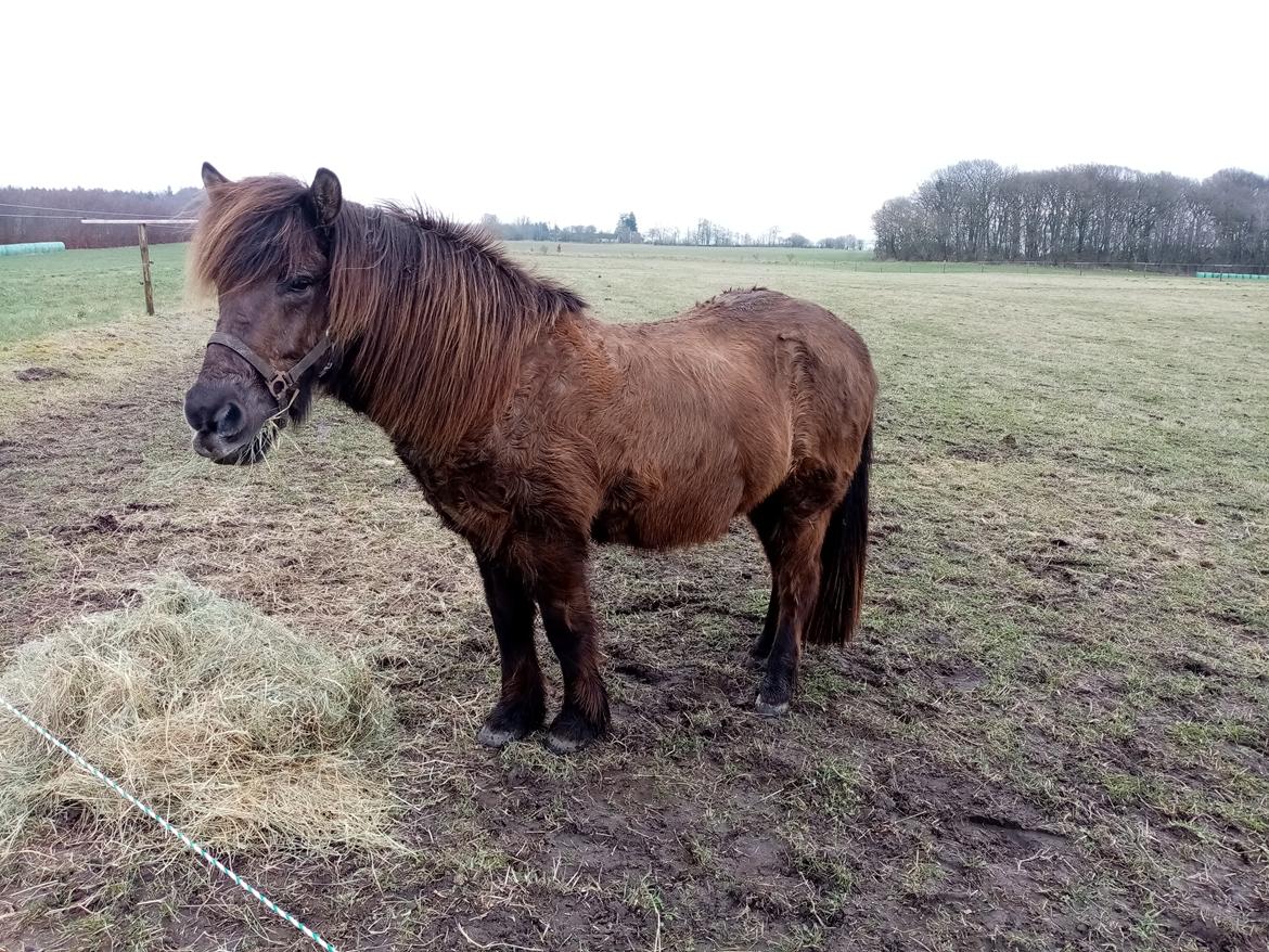 Islænder Skýja hnoðri bækbølling billede 4